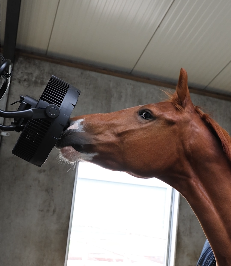 Transporting horses in heat: what’s changing and how to prepare